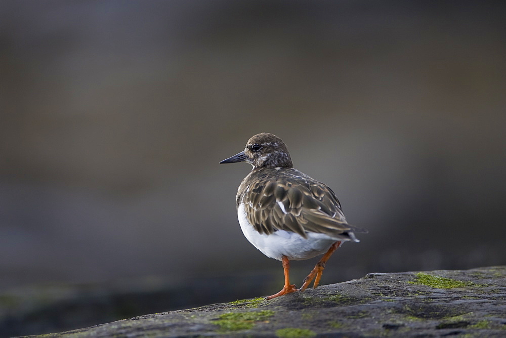 Turnstone (Arenaria interpres) walking along coastal rocks while foraging. Argyll , Scotland, UK