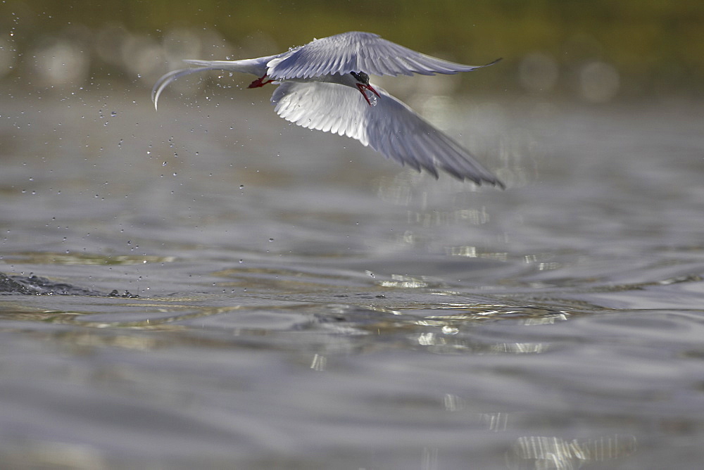 Arctic Tern (Sterna paradisaea) emerging from water after a dive attempting to catch a fish while fishing in Oban town centre. Oban, Argyll, Scotland, UK