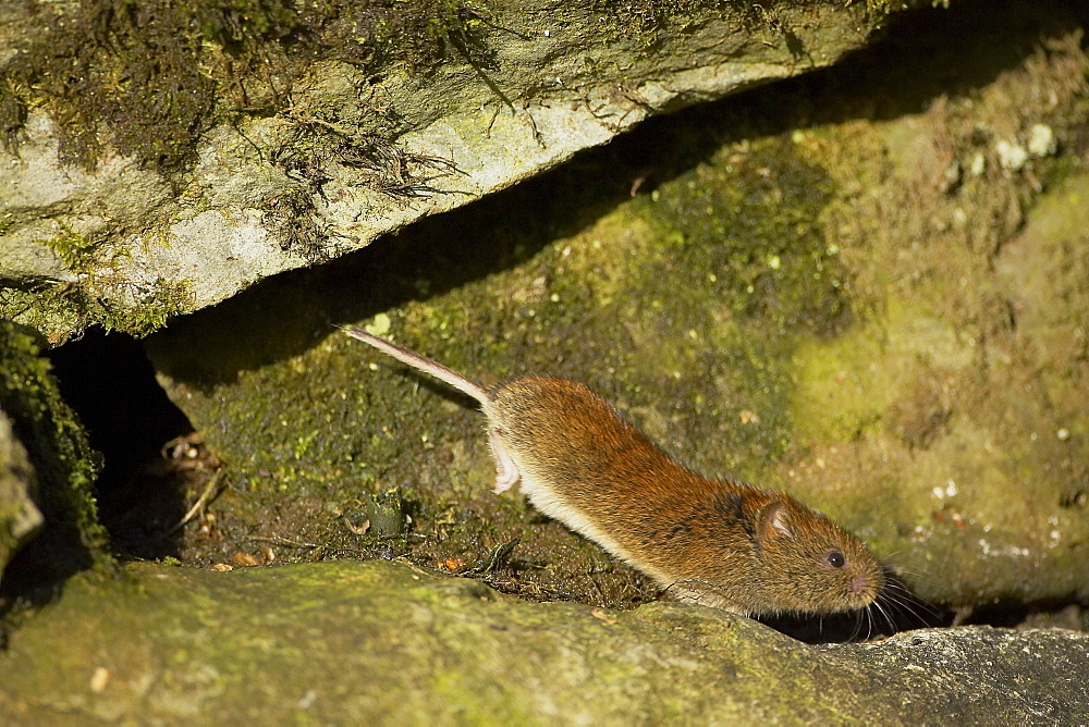 Bank Vole (Clethrionomys glareolus) running along wall, frozen in mid step with high speed shutter speed on a sunny day. Argyll, Scotland, UK