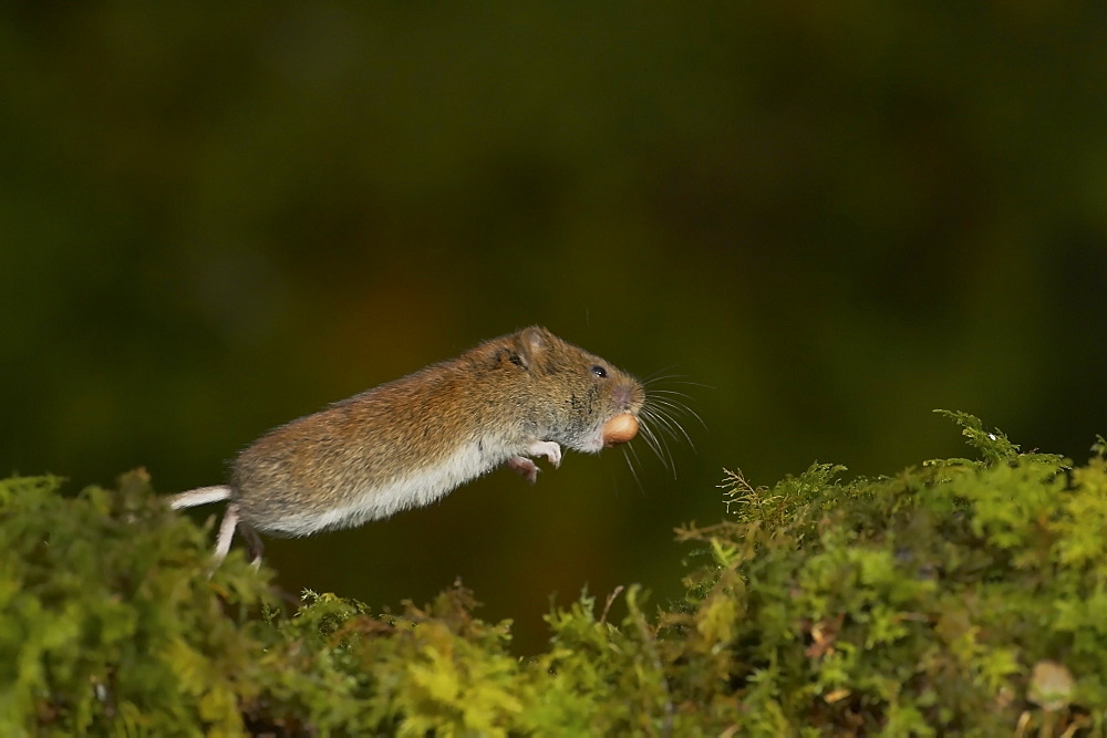 Bank Vole (Clethrionomys glareolus) running along moss covered wall, frozen in mid leap with high speed shutter speed and high speed flash, with nut in mouth. Argyll, Scotland, UK