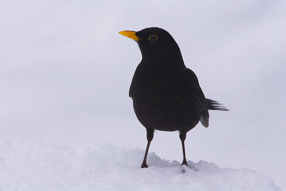 Blackbird (Turdus merula) male standing on snow. highlands, Scotland, UK