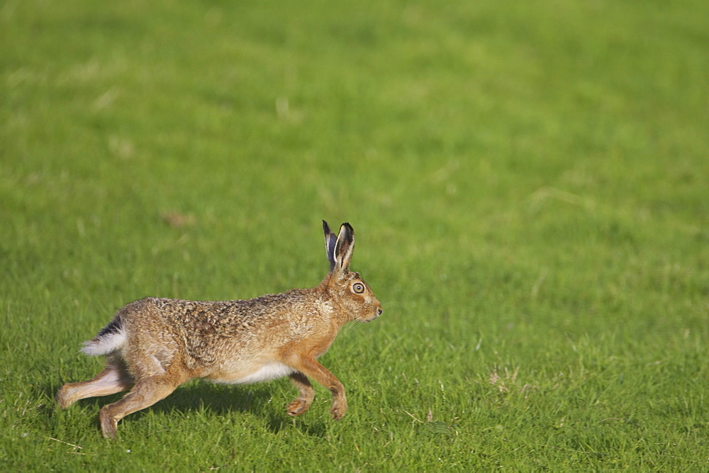 Brown Hare (Lepus capensis) running photographed mid stride in a grassy meadow. Argyll, Scotland, UK