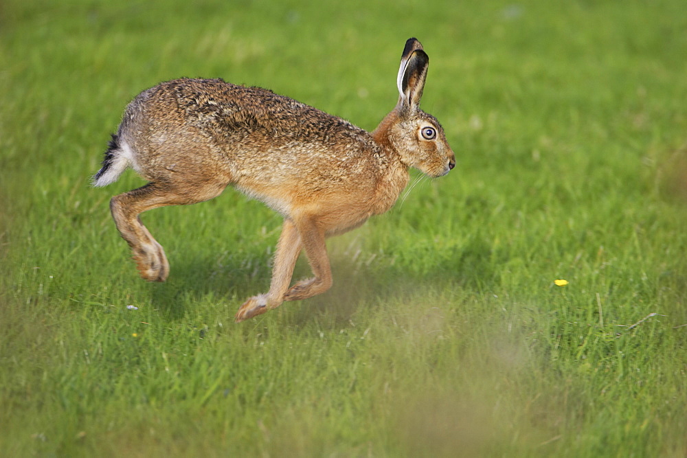 Brown Hare (Lepus capensis) running photographed mid stride in a grassy meadow. Argyll, Scotland, UK