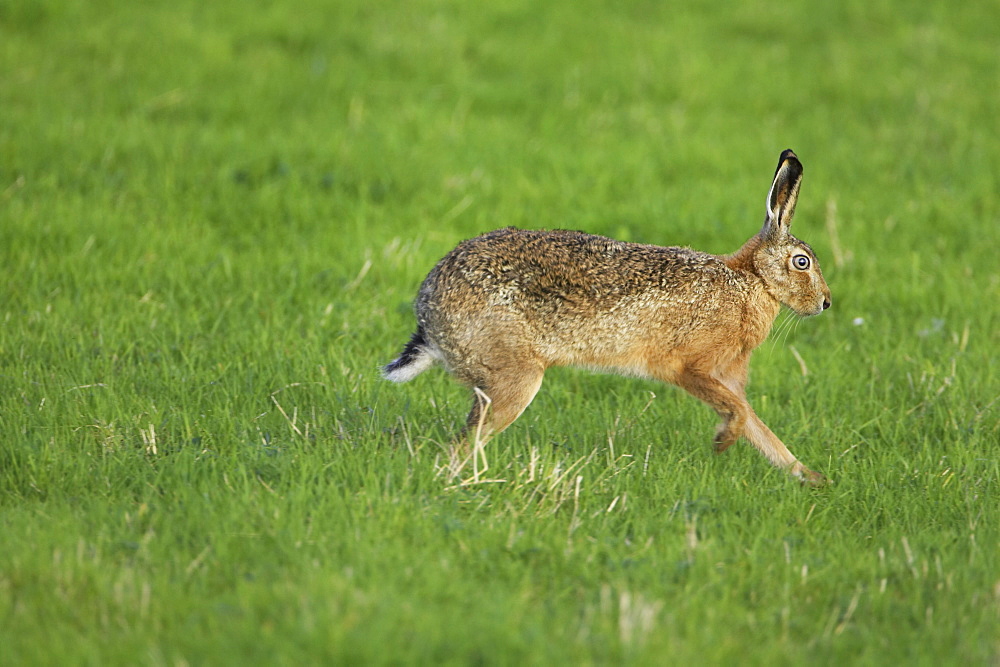 Brown Hare (Lepus capensis) running photographed mid stride in a grassy meadow. Argyll, Scotland, UK