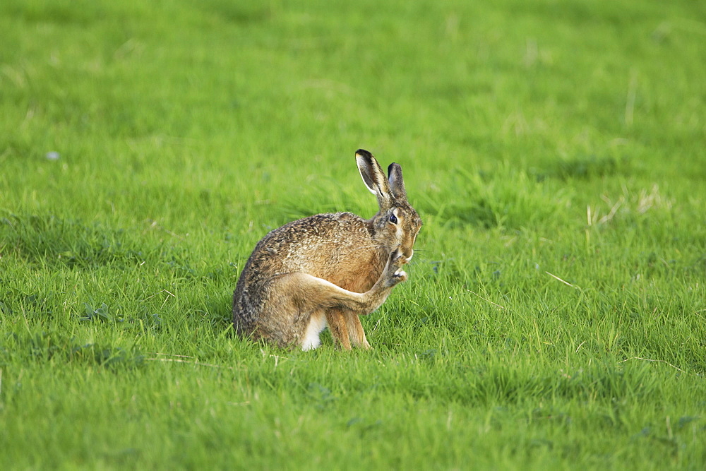 Brown Hare (Lepus capensis) cleaning fur. Argyll, Scotland, UK