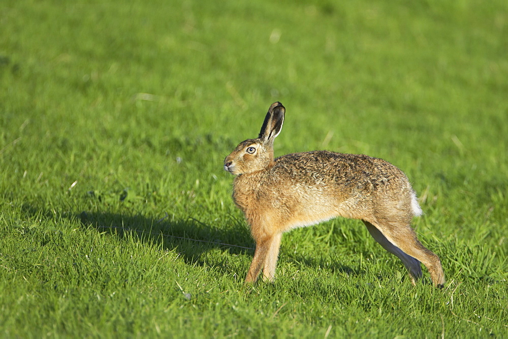 Brown Hare (Lepus capensis) stretching in a grassy meadow. Argyll, Scotland, UK