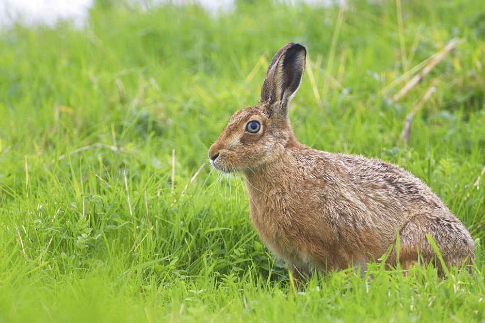 Brown Hare (Lepus capensis) resting in a grassy meadow. Argyll, Scotland, UK