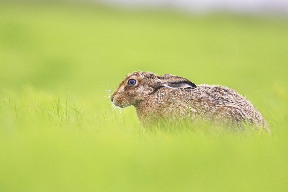 Brown Hare (Lepus capensis) resting in a grassy meadow. Argyll, Scotland, UK