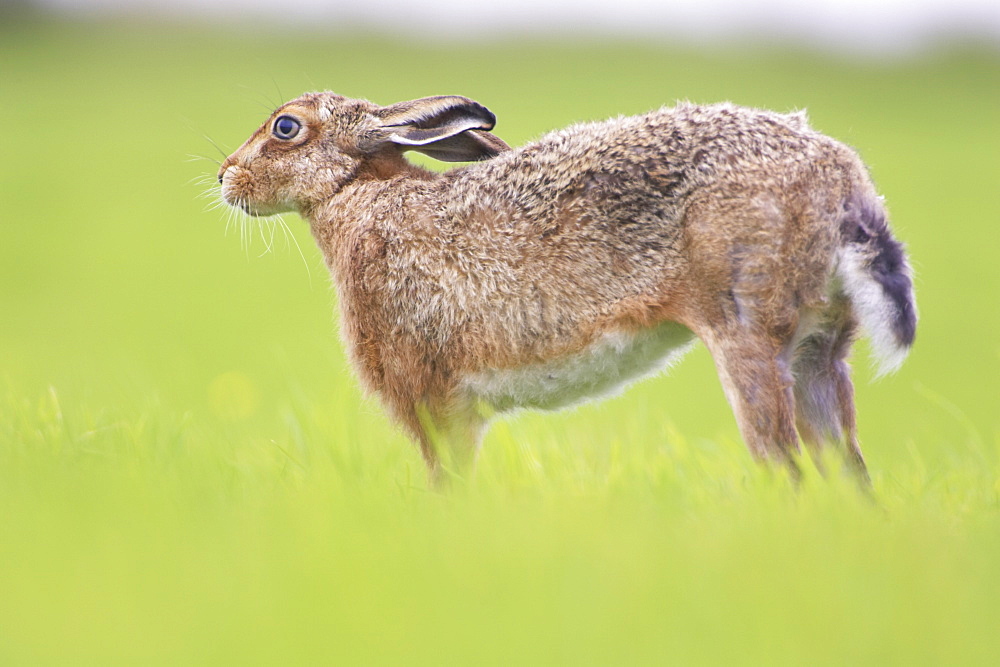 Brown Hare (Lepus capensis) stretching in a grassy meadow. Argyll, Scotland, UK