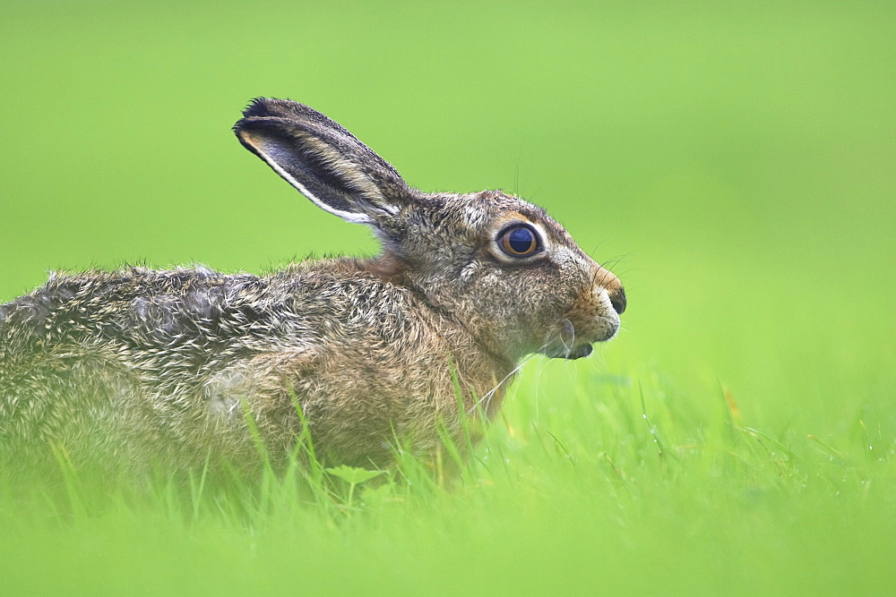 Brown Hare (Lepus capensis) resting in a grassy meadow. Argyll, Scotland, UK