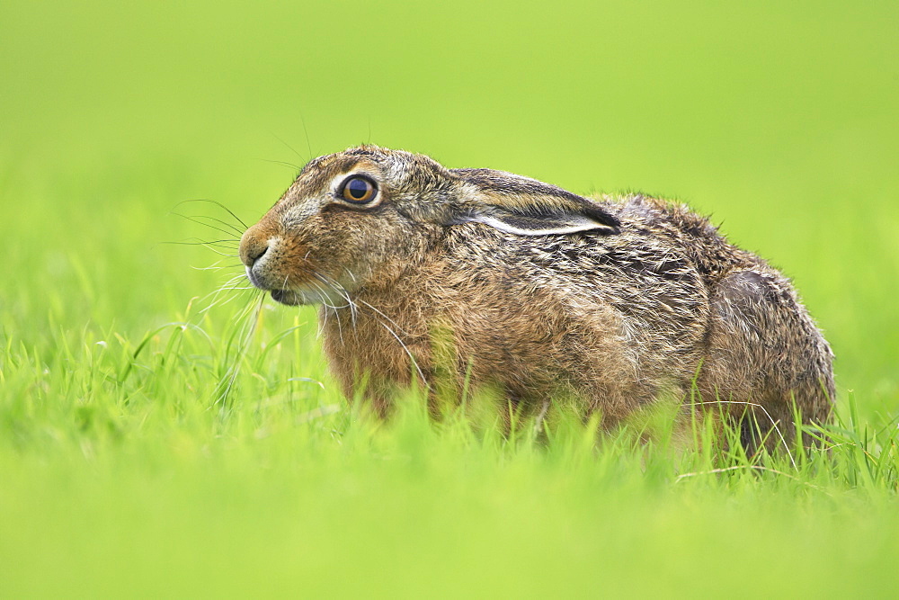 Brown Hare (Lepus capensis) resting in a grassy meadow. Argyll, Scotland, UK