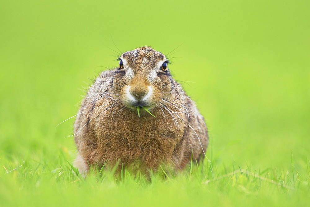 Brown Hare (Lepus capensis) eating grass in a meadow, with leaves sticking out of mouth.. Argyll, Scotland, UK