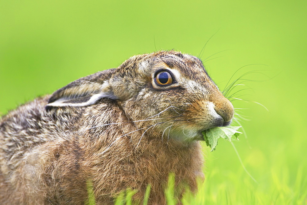 Brown Hare (Lepus capensis) eating grass in a meadow, with leaves sticking out of mouth.. Argyll, Scotland, UK