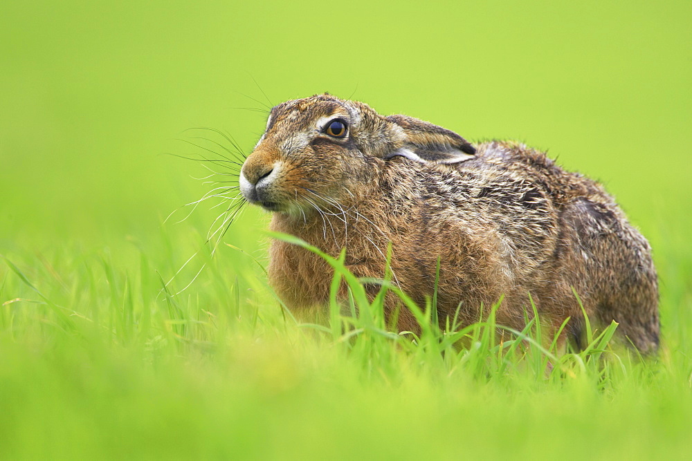 Brown Hare (Lepus capensis) resting in a grassy meadow. Argyll, Scotland, UK