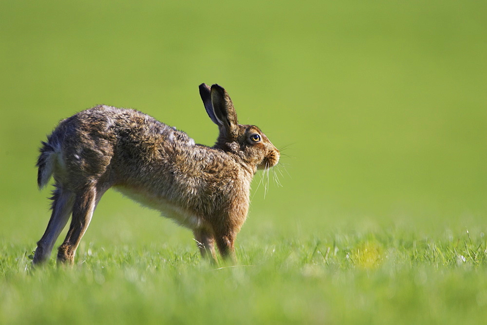 Brown Hare (Lepus capensis) stretching in a grassy meadow. Argyll, Scotland, UK