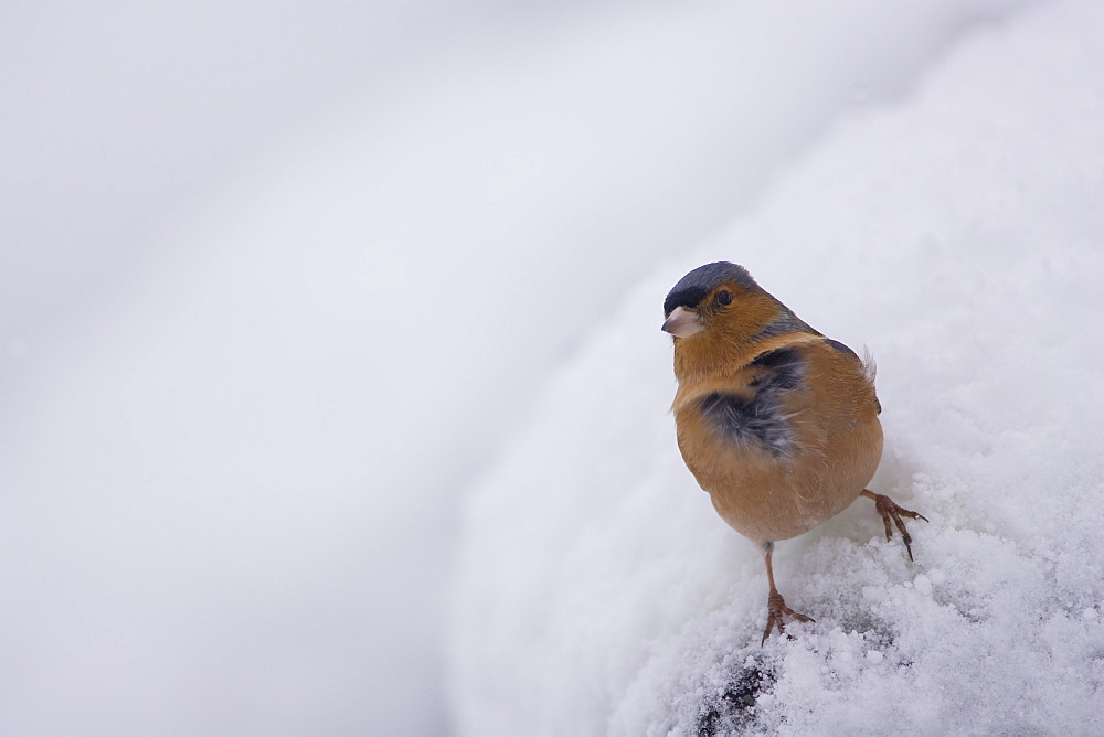 Chaffinch (Fringilla coelebs) male perched on snow. highlands, Scotland, UK