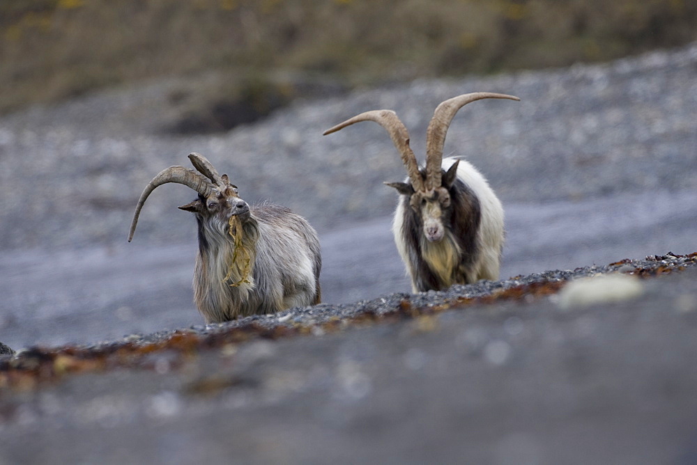 Feral Goat (Capra hircus) two goats eating seaweed on carsaig beach on Mull. Argyll and the Islands, Scotland, UK