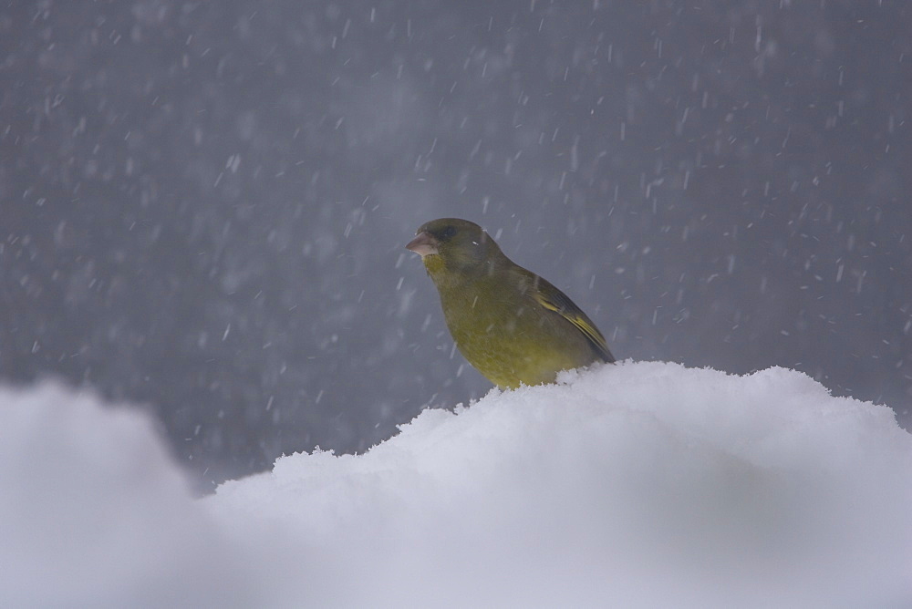 Greenfinch (Carduelis chloris) male perched on snow. highlands, Scotland, UK