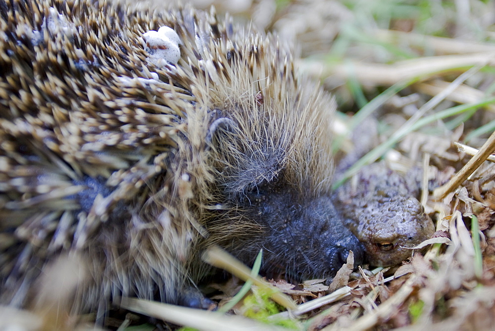 Hedgehog (Erinaceus europaeus) lying next to toad it was trying to roll on to kill to eat. Foam on spikes. . Argyll, Scotland, UK