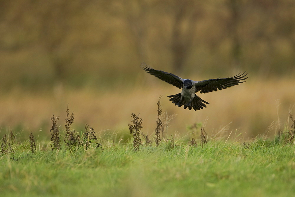 Hooded Crow (Corvus corone cornix) coming into land on a grassy meadow, wings open. Isle of Mull, Argyll, Scotland, UK