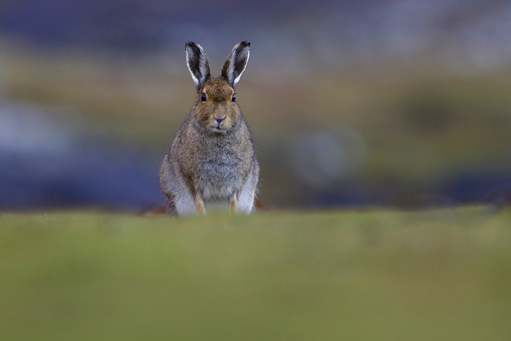 Irish Hare (Lepus timidus, sub species hibernicus) grazing on a coastal grassy knoll. Argyll and the Islands, Scotland, UK