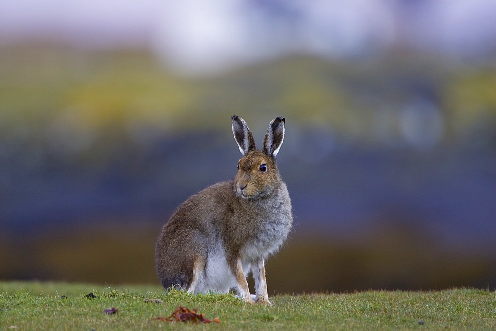 Irish Hare (Lepus timidus, sub species hibernicus) grazing on a coastal grassy knoll. Argyll and the Islands, Scotland, UK