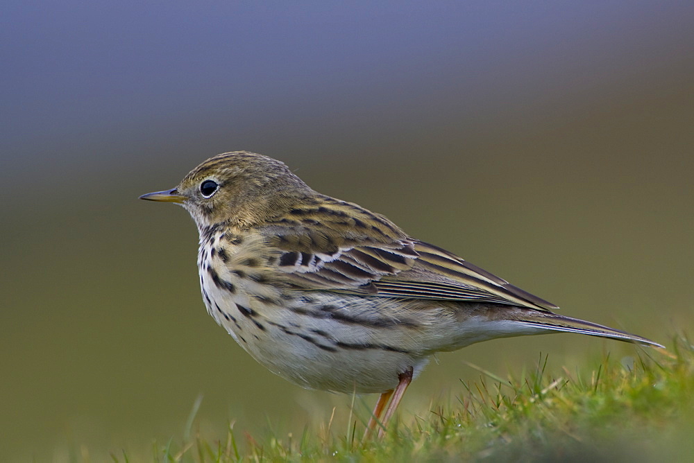 Meadow Pipit (Anthus pratensis) side on portrait while standing in grass. Argyll and the Islands, Scotland, UK