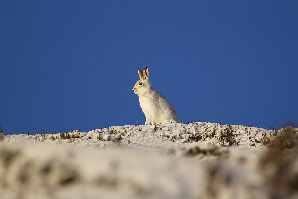 Mountain Hare (Lepus timidus) sitting up in snow with heather poking through snow, blue sky as background. highlands, Scotland, UK