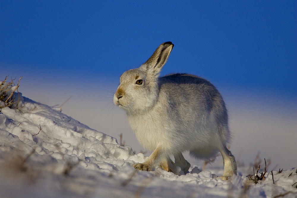 Mountain Hare (Lepus timidus) walking in the snow with heather poking through. highlands, Scotland, UK