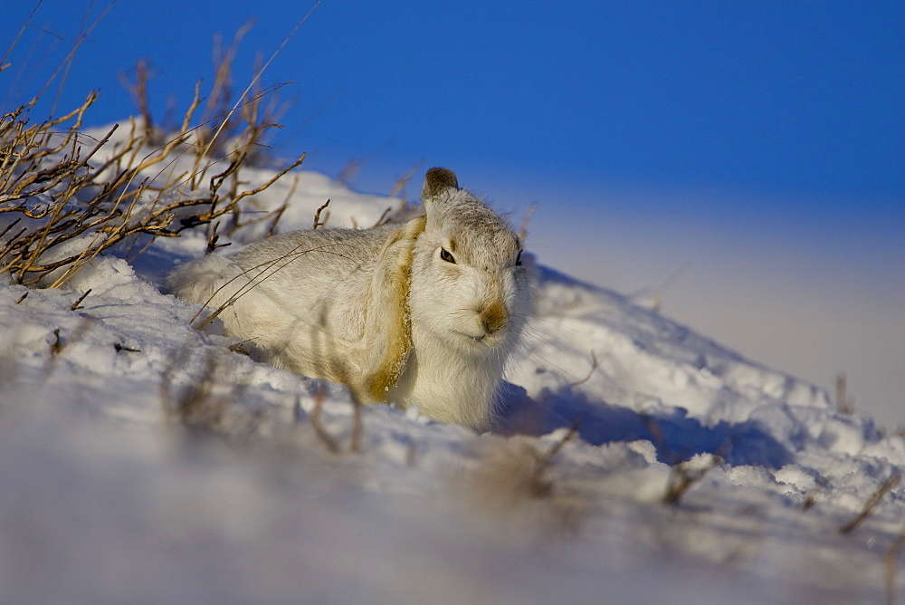 Mountain Hare (Lepus timidus) scratching ear and cleaning itself while lying in snow with heather poking through snow. highlands, Scotland, UK