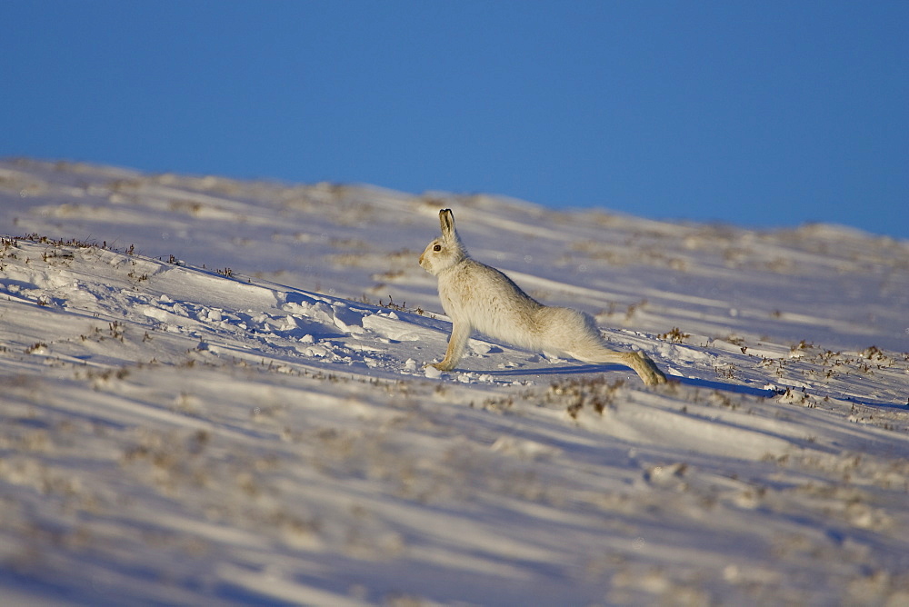 Mountain Hare (Lepus timidus) stretching in snow with heather poking through snow. highlands, Scotland, UK