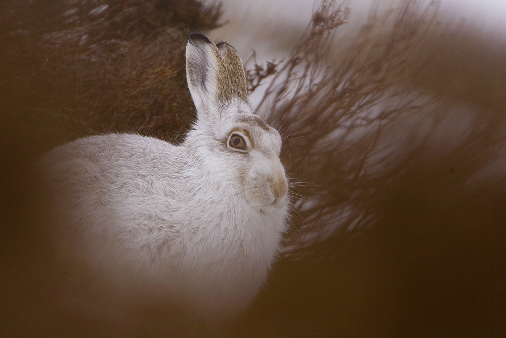 Mountain Hare (Lepus timidus) lying in snow with heather poking through snow. highlands, Scotland, UK