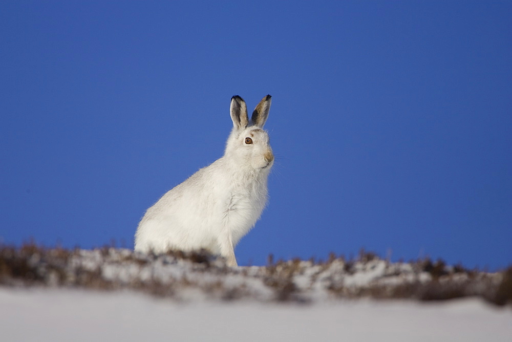 Mountain Hare (Lepus timidus) sitting up in snow with heather poking through snow. highlands, Scotland, UK