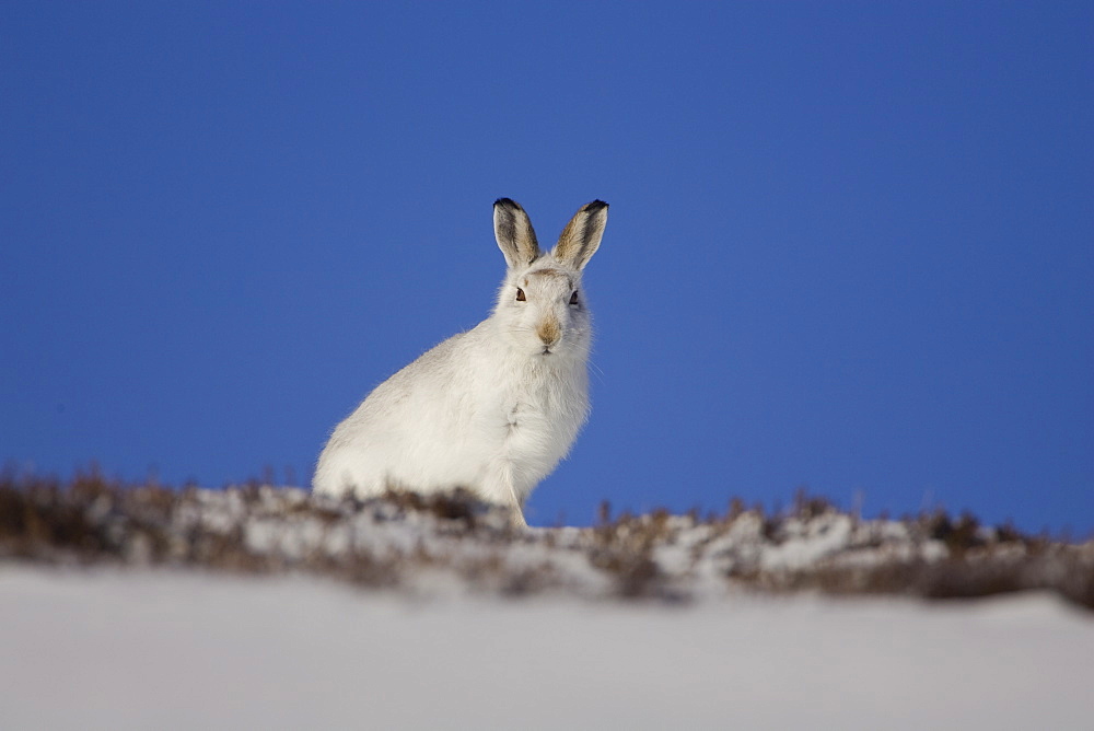 Mountain Hare (Lepus timidus) sitting up in snow with heather poking through snow. highlands, Scotland, UK