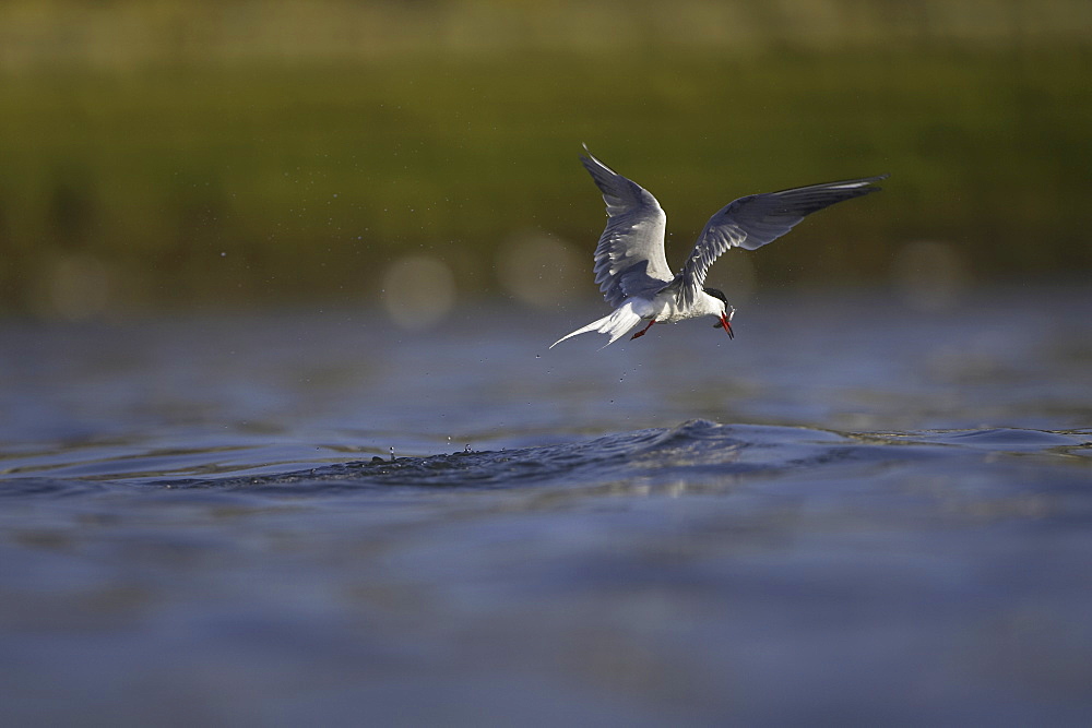 Common Tern (Sterna hirundo) flying with fish in mouth in Oban town centre while fishing. Oban, Argyll, Scotland, UK