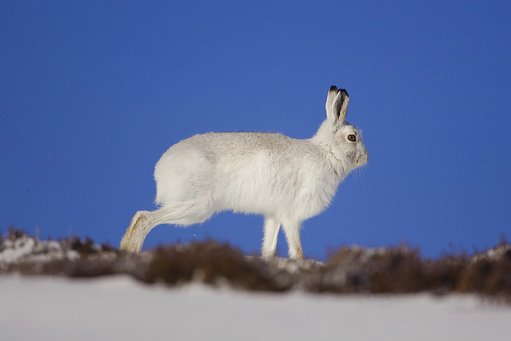 Mountain Hare (Lepus timidus) running in snow with heather poking through snow. highlands, Scotland, UK