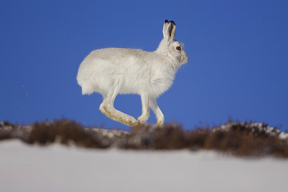 Mountain Hare (Lepus timidus) running in snow with heather poking through snow. highlands, Scotland, UK