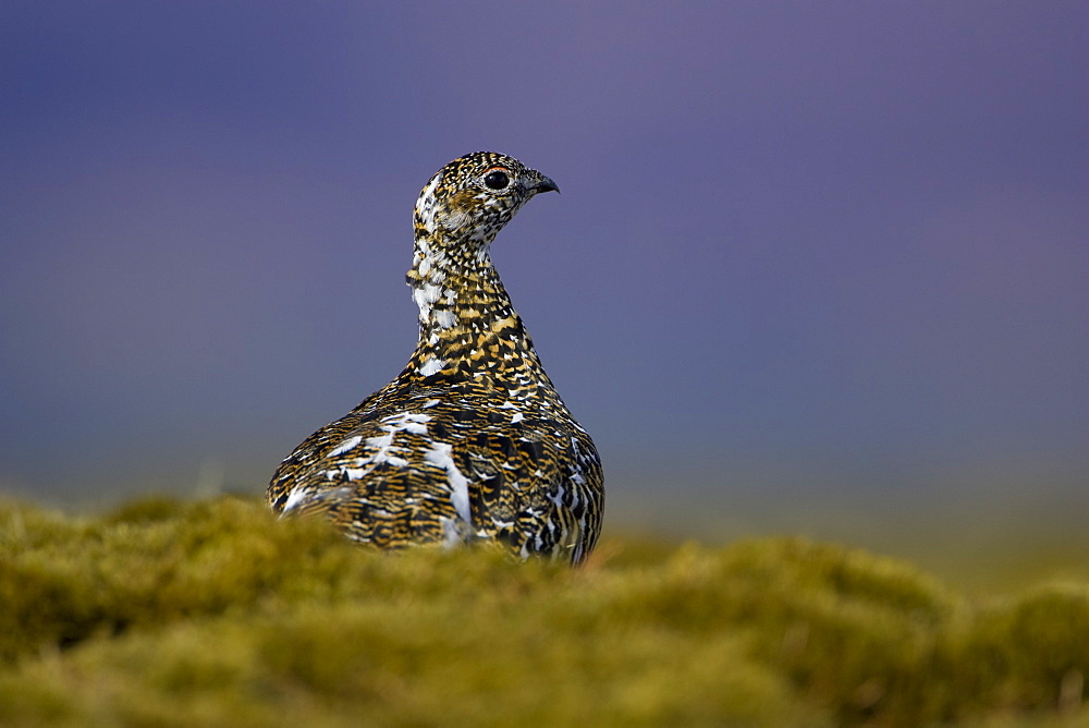 Ptarmigan (Lagopus mutus) female sitting hidden in long grass, in summer and winter plumage. Highlands, Scotland, UK