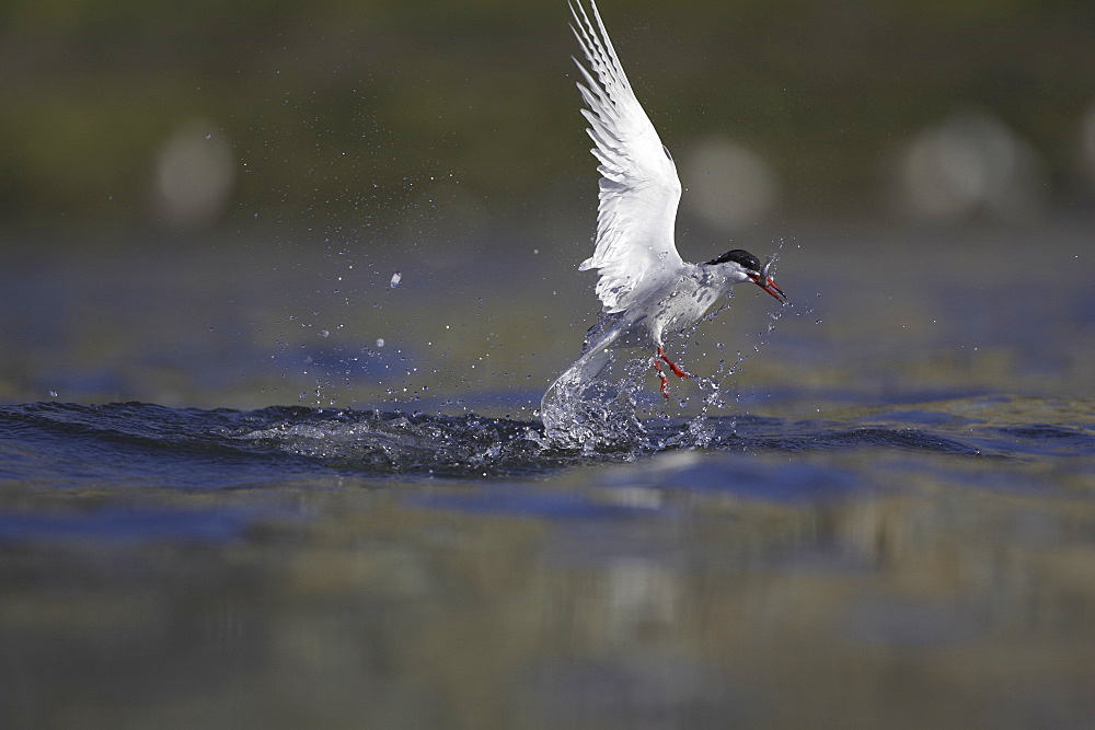 Common Tern (Sterna hirundo) emerging from water after a dive with fish in mouth. Oban, Argyll, Scotland, UK