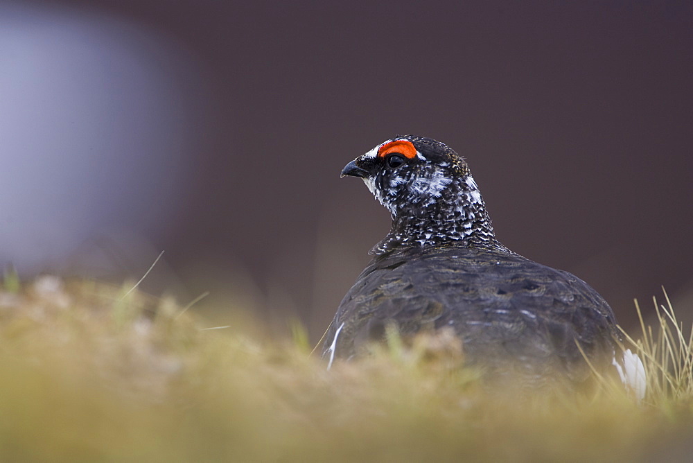 Ptarmigan (Lagopus mutus) male sitting hidden in long grass, in summer and winter plumage. Highlands, Scotland, UK