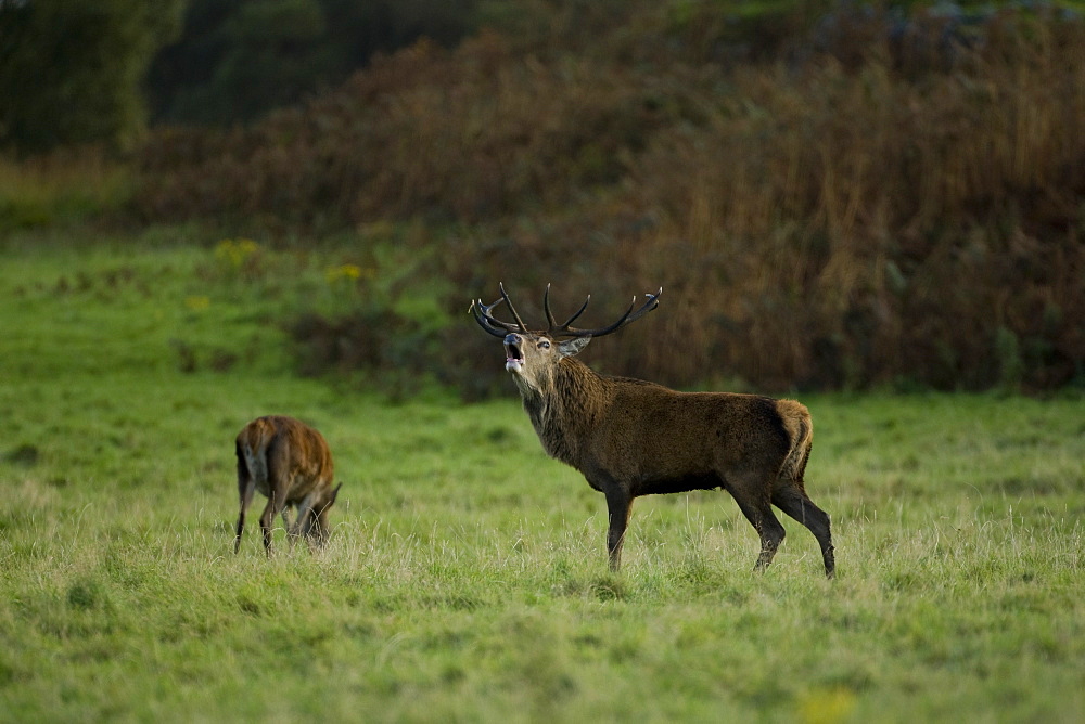 Red Deer (Cervus elaphus) stag roaring with female feeding in background. Isle of Mull, Argyll, Scotland, UK