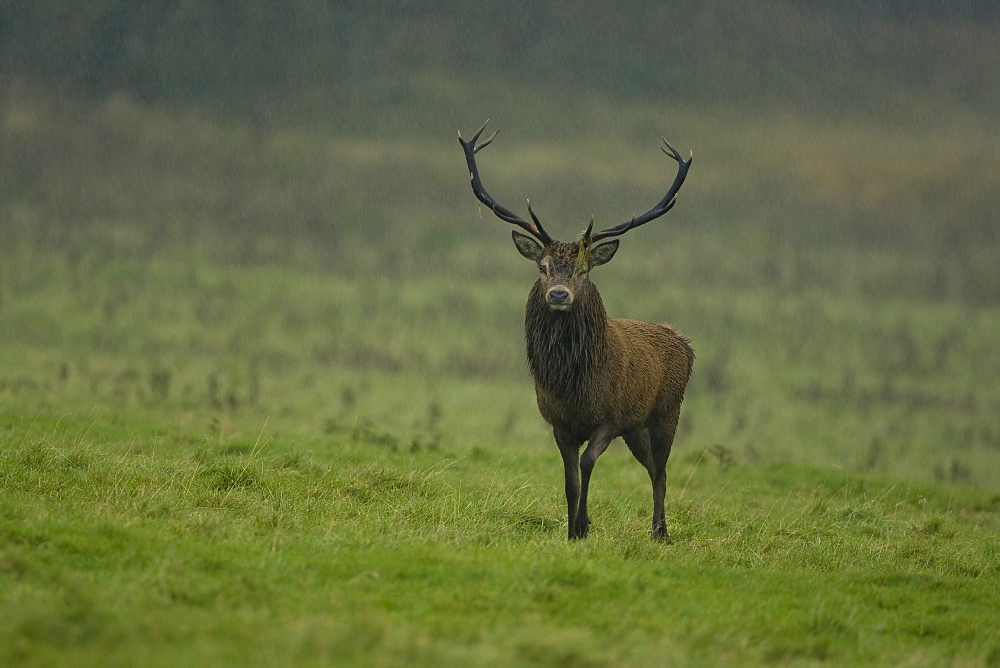 Red Deer (Cervus elaphus) stag walking in heavy rain. Isle of Mull, Argyll, Scotland, UK