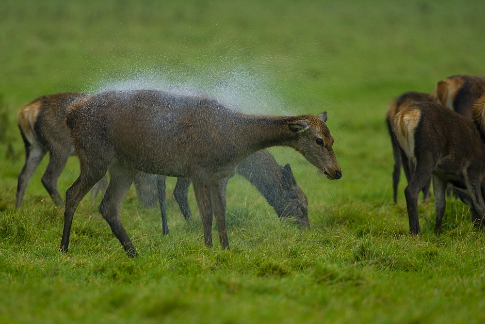 Red Deer (Cervus elaphus) hind shaking rain off coat. Isle of Mull, Argyll, Scotland, UK