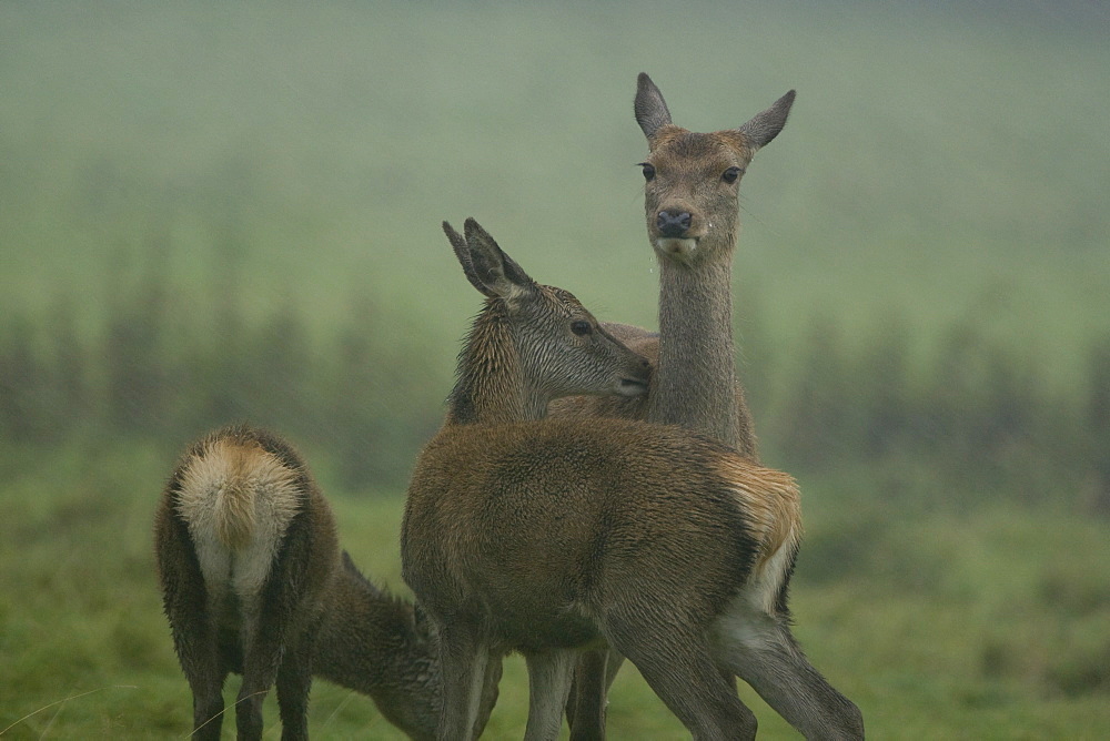 Red Deer (Cervus elaphus) hind and juvenile reestablishing bond and cleaning each other while in heavy rain. Isle of Mull, Argyll, Scotland, UK