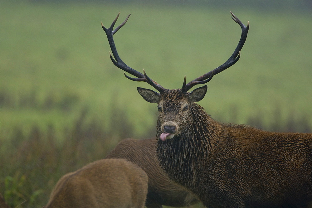 Red Deer (Cervus elaphus) stag standing in heavy rain with females, tongue lolling out tasting hind's scent and wetting nose for better sense of smell. Isle of Mull, Argyll, Scotland, UK