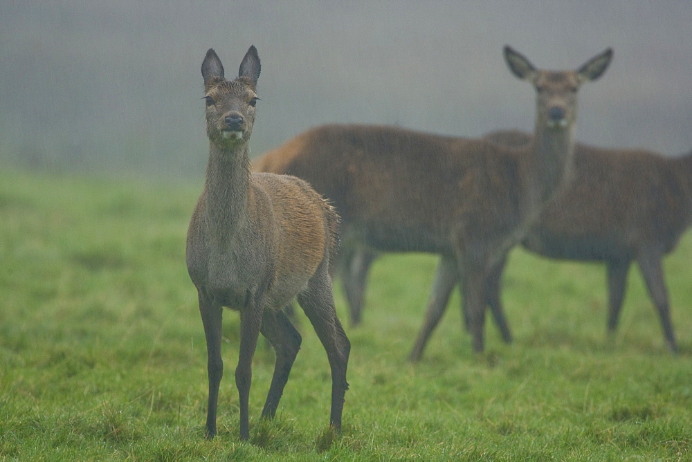 Red Deer (Cervus elaphus) group of hinds standing in rain, lead female has ears back. Isle of Mull, Argyll, Scotland, UK