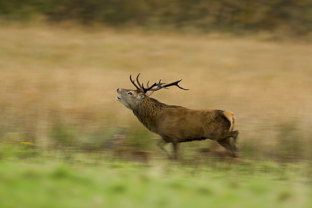 Red Deer (Cervus elaphus) stag running and roaring, photograph taken using a slow shutter speed to accentuate movement. Isle of Mull, Argyll, Scotland, UK