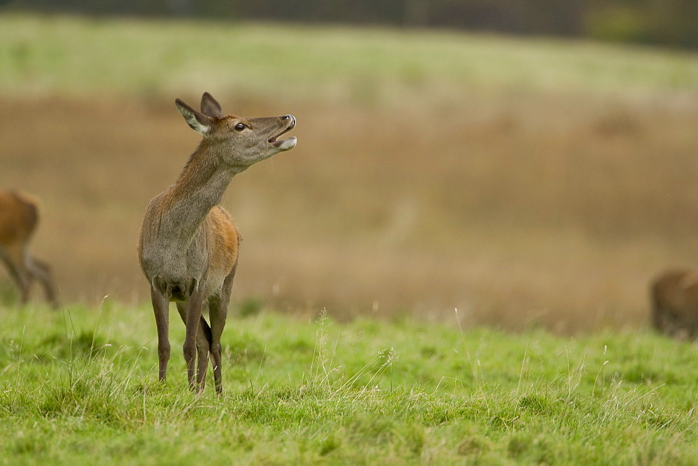 Red Deer (Cervus elaphus) hind barking warning call. Isle of Mull, Argyll, Scotland, UK