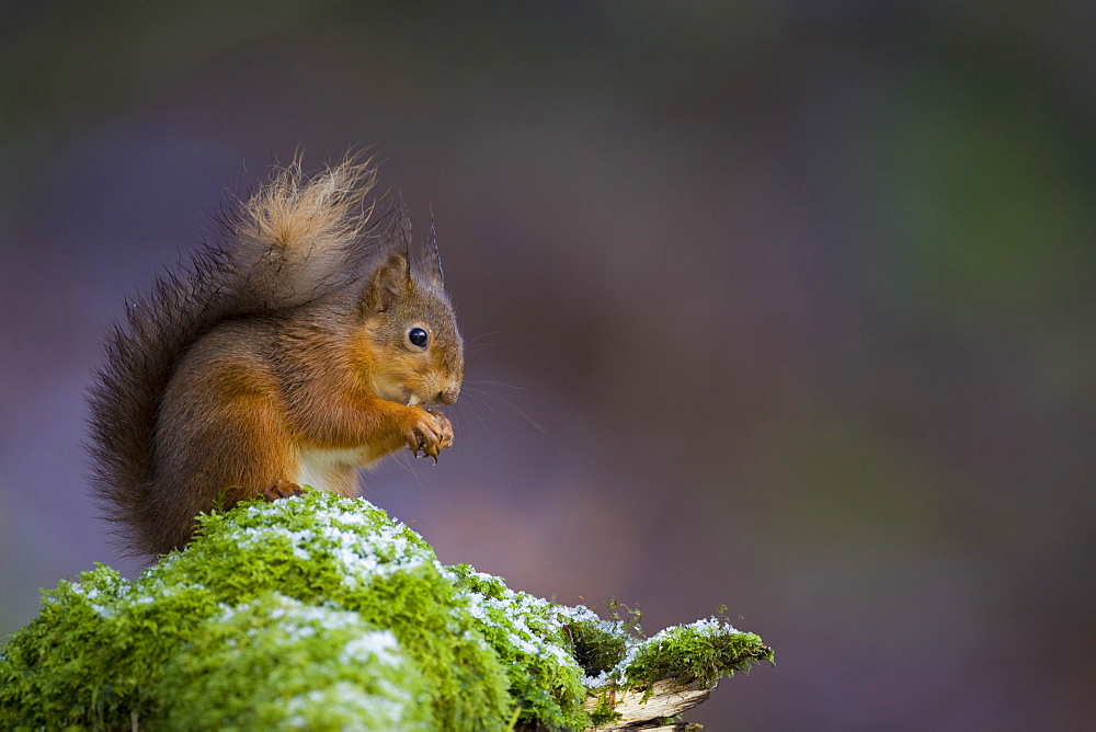 Red Squirrel (Sciurus vulgaris) sitting on mossy branch eating nut, with a snow covering some of the moss. Loch Awe, nr Oban, Scotland, UK