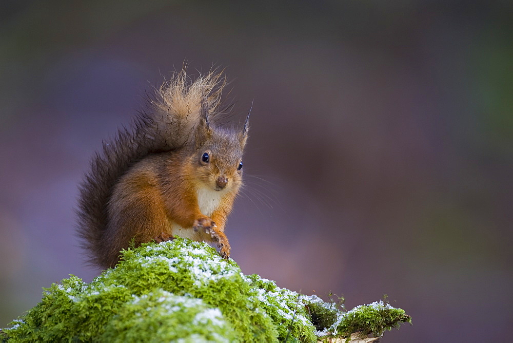 Red Squirrel (Sciurus vulgaris) sitting on mossy branch, with a snow covering some of the moss. Loch Awe, nr Oban, Scotland, UK